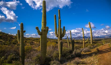 It grows up to height of 25 feet and have several branches in upward direction in shape of columns. Saguaro Forest | The saguaro is often used as an emblem in ...