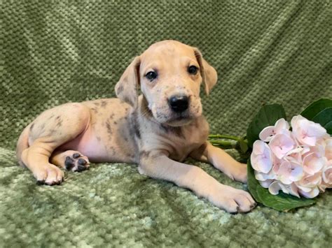 Akc Fawn Merle Female Great Dane Looking For A Forever Home Great