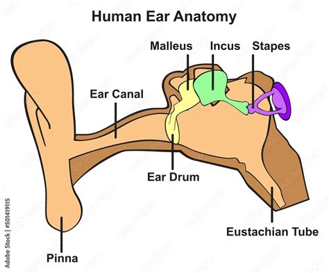 Vecteur Stock Human Ear Anatomy Infographic Diagram Outer Middle And