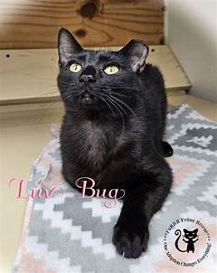 Your Dream Pet Awaits Browse Craigslist Nh For Adorable Animals Up For Adoption