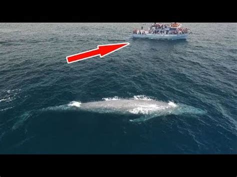 We did not find results for: 87 Gambar Hewan Laut Terbesar Di Dunia Gratis Terbaik ...