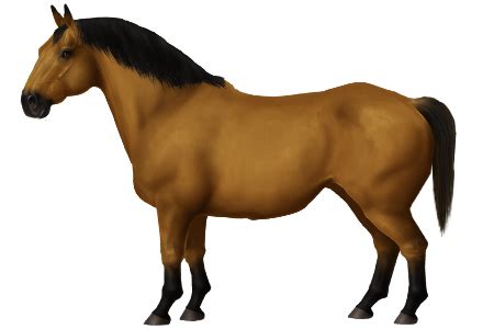 horse breeds anglo arabian horse world
