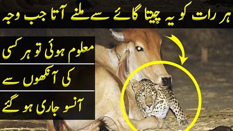 Unusual Friendship Between A Cow And A Leopard Youtube
