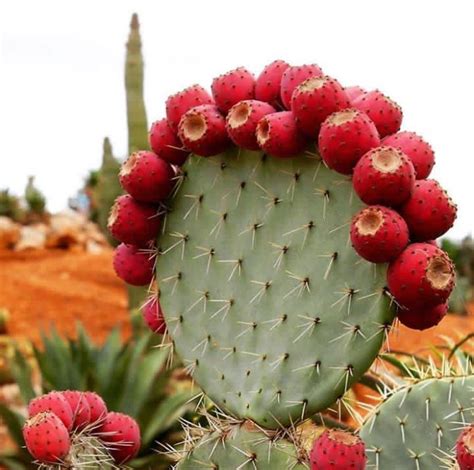 Did You Know Some Cactus Are Edible Its A Part Of Mexican Cuisine