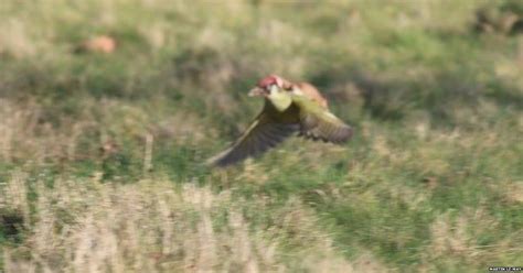 here is the story behind this green woodpecker flying with a weasel on its back