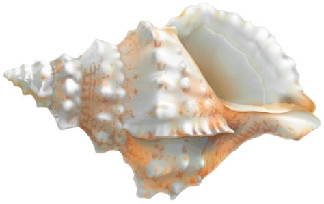 Seashell Png Transparent Image Download Size 600x378px