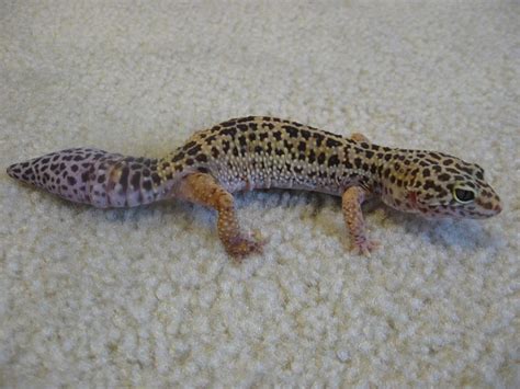 Shedding And Tail Loss In Leopard Geckos What To Know Pethelpful