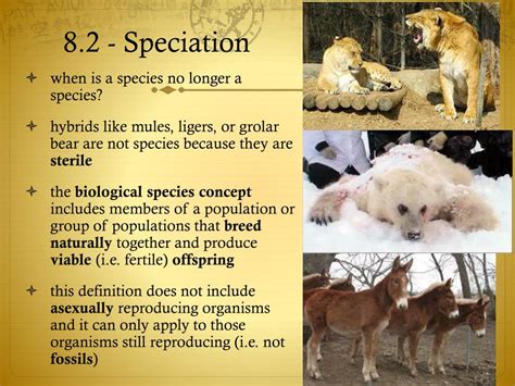 Ppt 82 Speciation Powerpoint Presentation Free Download Id2011602