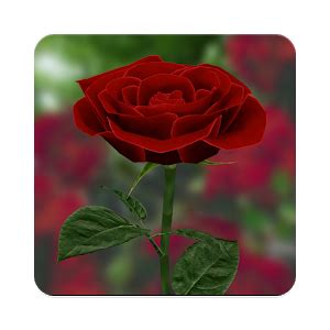 Images photos vector graphics illustrations videos. 3D Rose Live Wallpaper - Android Apps on Google Play