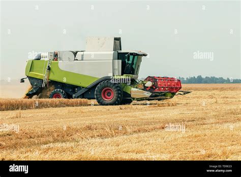 Combine Harvester Working On A Wheat Field Harvesting Wheat Stock