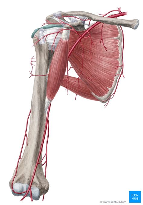 The upper back has the most structural support, with the ribs attached firmly to each level of the thoracic spine and very limited movement. Arterial anastomoses of the upper extremity: Anatomy | Kenhub