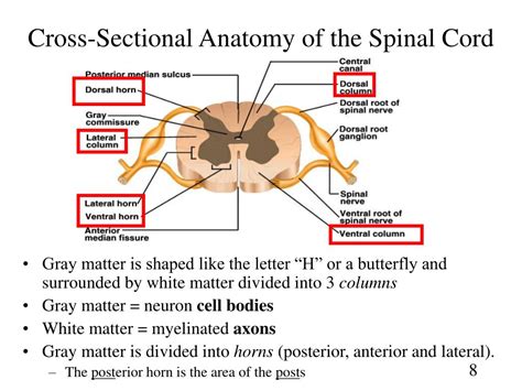 Compact bone cross section courtesy: PPT - Chapter 13 Spinal Cord, Nerves and Reflexes PowerPoint Presentation - ID:735608