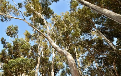 Eucalyptus Tree Tops Stock Image Image Of Blue Trees 205077027