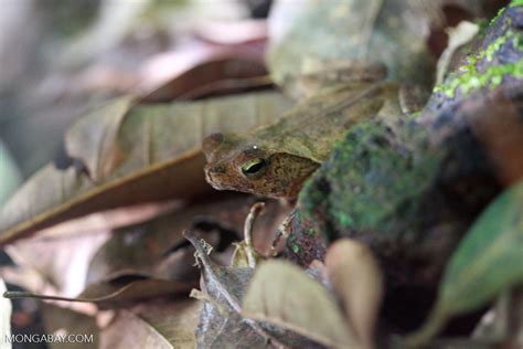 Boca is a suriname pacman frog. Leaf frog suriname_0769