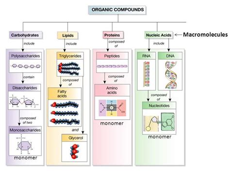 Macromolecules Chart Structures