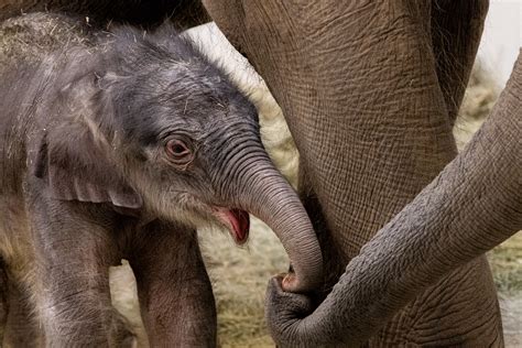 The Fort Worth Zoo Names Baby Elephant But Visitors Will Have To Wait
