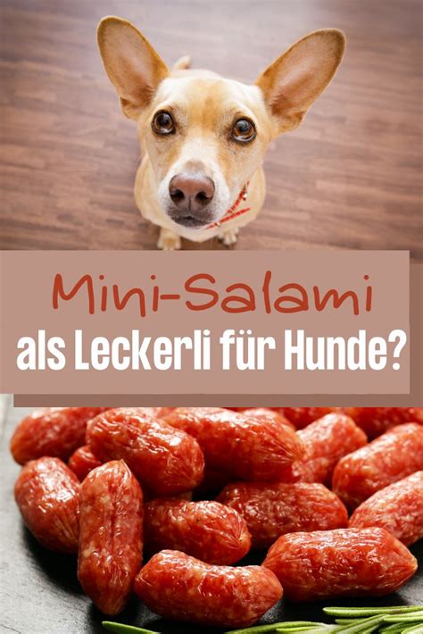 Hunde nutzen das bellen zur kommunikation unter artgenossen oder um sich bei ihren menschen bemerkbar zu machen. Dürfen Hunde Salami essen? Und wann giftig oder schädlich ...