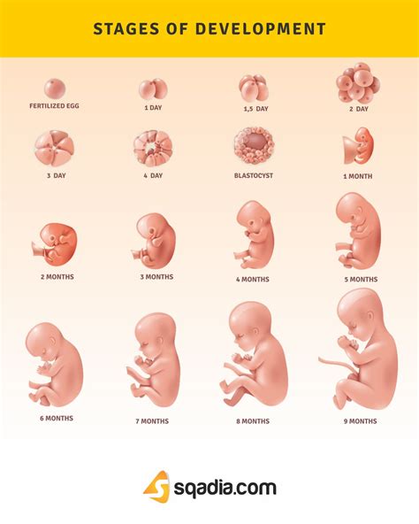 Stages Of Development Pregnancy First Trimester First Month Of