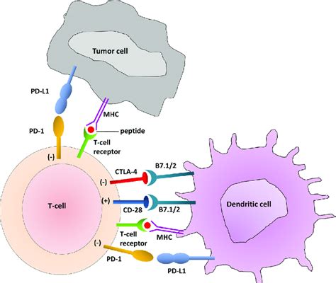 T Cell Interaction With Dendritic Cells And Tumor Cells The Immune