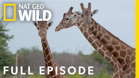 Baby Giraffes At The Zoo Full Episode Secrets Of The Zoo Youtube