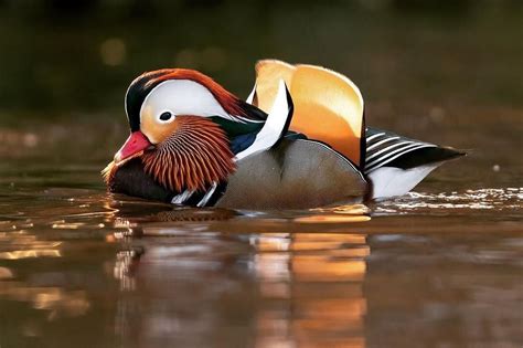 This Beautiful Mandarin Duck Is Spending Time In Nj And People Are