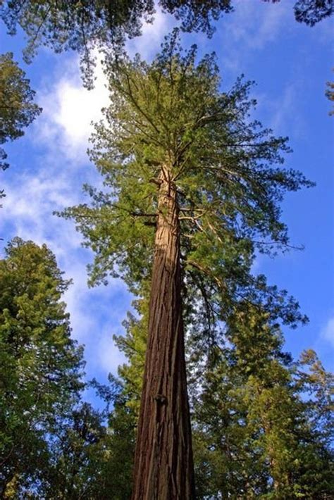 Coast Redwood Sequoia Sempervirens 20 Fresh Seeds In 2021 Sequoia
