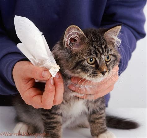 Cleaning The Ear Of A Tabby Kitten Photo Wp32522