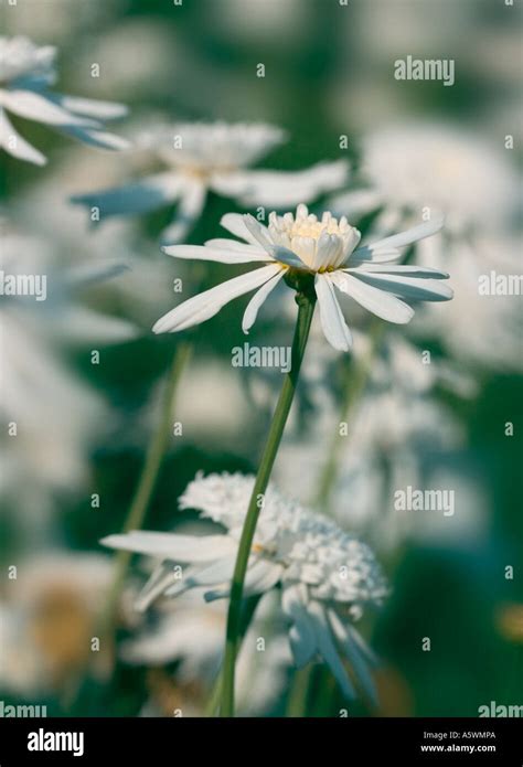 Chrysanthemums Flowering Hi Res Stock Photography And Images Alamy