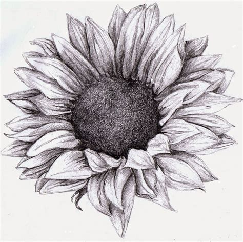 Https://tommynaija.com/draw/how To Draw A Sunflower Realistic