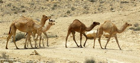 Animals Under Threat Species Profile Dromedary Camel