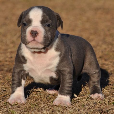 Blue nose pitbulls are snuggly and sweet dogs that have a muscular and tough appearance. Pit Bull Puppies and Blue Nose American Bully Pitbull ...