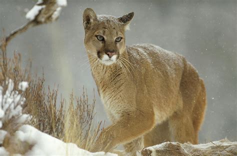 Mountain Lion Puma Concolor Adult By Tim Fitzharris