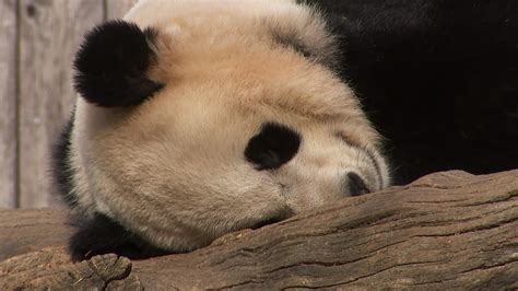 Panda Monium 5 Fun Facts About Pandas For National Panda Day Nbc News