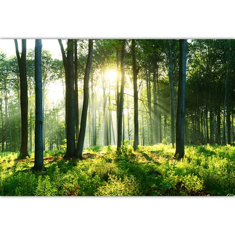 Forêt Avec Rayon De Soleil Decormonmurca
