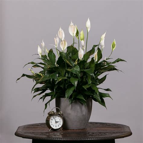 Peace lilies (spathiphyllum), also known as closet plants, are a popular choice for offices and homes.when it comes to indoor plants, peace lily plants are some of the easiest to care for. Got a Busy Schedule but Want a Plant? Choose the Peace ...