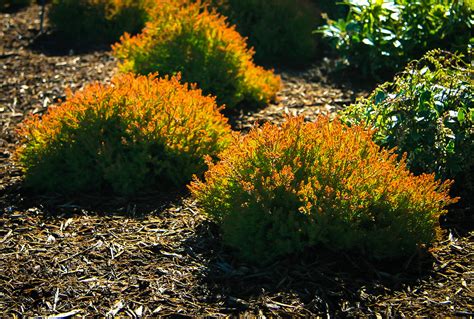 Check spelling or type a new query. Fire Chief Arborvitae Trees For Sale Online | The Tree Center™