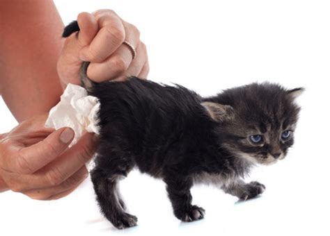 10 Newborn Kitten Constipation Remedies Kitty Devotees