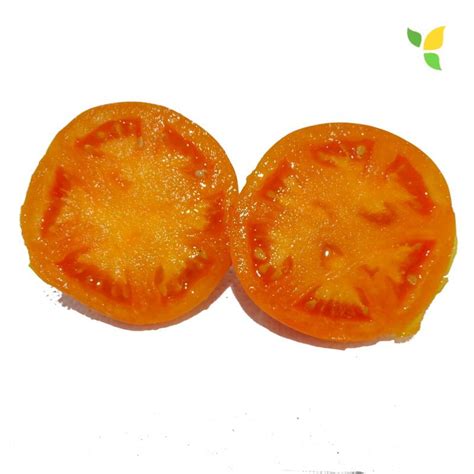 Plants Tomates Orange Queen Ancienne 100 Bio Plantzone Magasin Pro