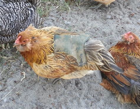Jess recommends cotton fabric to make it easy to assemble and wash when needed. How to Make a Chicken Apron or Hen Saddle • WeAllSew ...