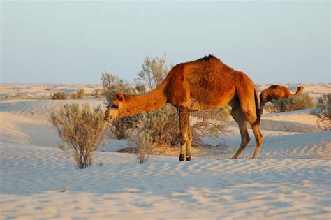 Camels eating bush stock photo. Image of exotic, pattern ...