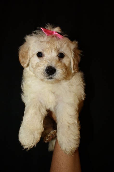 Browse thru maltipoo puppies for sale in virginia, usa area listings on puppyfinder.com to find your perfect puppy. Maltipoo Puppies Family Breeder Virginia