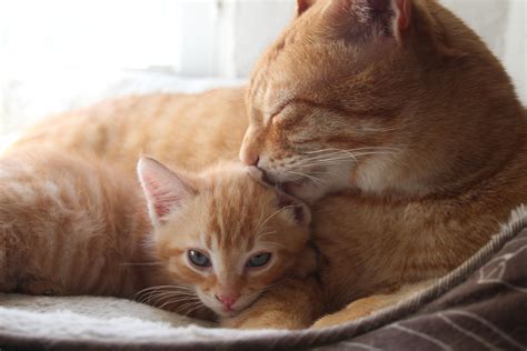 Our 3 year old cat might be even happier than us with our newly adopted