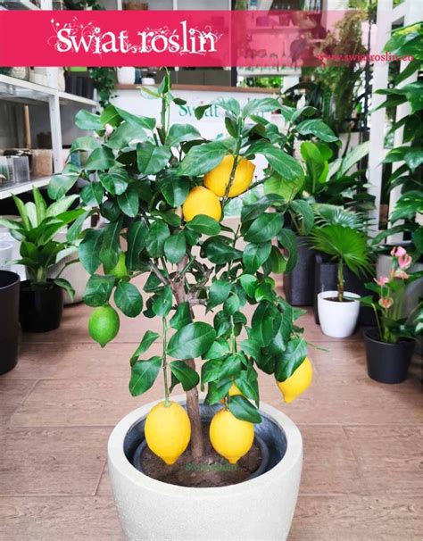 Drzewko Cytrynowe Citrus Lemon Świat Roślin Sklep Z Roślinami