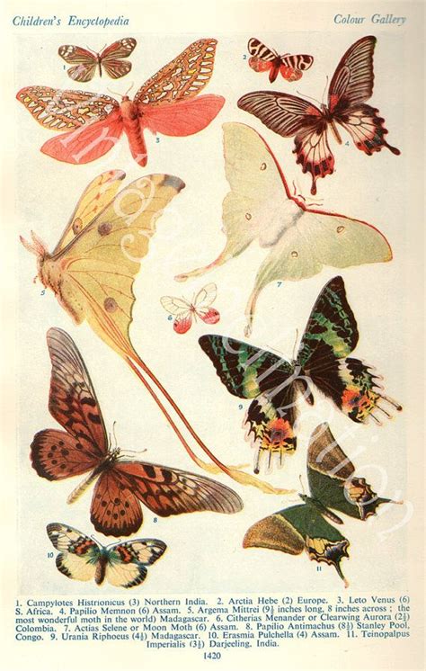 1933 Butterfly Prints Vintage Antique Book Plate Prints Butterflies