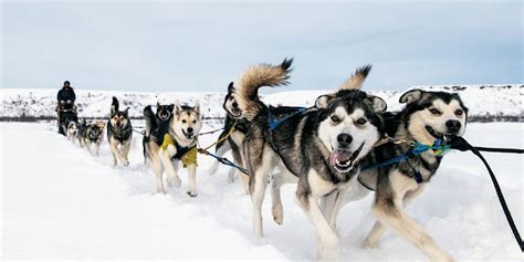 Alaskan Dogsled Team Preserves 100 Year Old Tradition