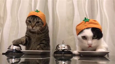 Funny Cats Ringing The Bells For Food Youtube