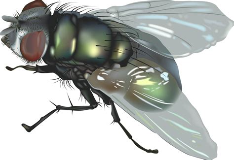 Fly Png Transparent Png All