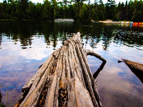 Log On A Lake Nature Photography Nature Photography Social Media