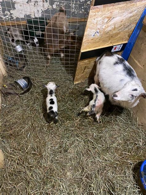 Mueller Meadows Last Two Baby Goats Born This Morning
