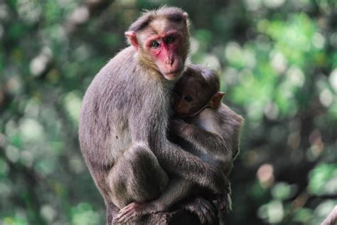 Two Monkeys Hugging Each Other Photo Free Animal Image On Unsplash